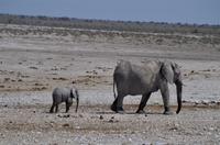 Namibia - Etosha Nationalpark &ndash; &copy; Annett Müller (Eberhardt TRAVEL)