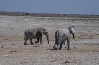 Namibia - Etosha Nationalpark &ndash; &copy; Annett Müller (Eberhardt TRAVEL)