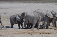 Namibia - Etosha Nationalpark &ndash; &copy; Annett Müller (Eberhardt TRAVEL)