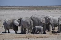 Namibia - Etosha Nationalpark &ndash; &copy; Annett Müller (Eberhardt TRAVEL)