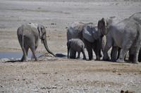 Namibia - Etosha Nationalpark &ndash; &copy; Annett Müller (Eberhardt TRAVEL)