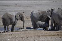 Namibia - Etosha Nationalpark &ndash; &copy; Annett Müller (Eberhardt TRAVEL)