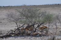 Namibia - Etosha Nationalpark &ndash; &copy; Annett Müller (Eberhardt TRAVEL)