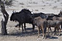 Namibia - Etosha Nationalpark - Gnus &ndash; &copy; Annett Müller (Eberhardt TRAVEL)