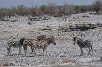 Namibia - Etosha Nationalpark &ndash; &copy; Annett Müller (Eberhardt TRAVEL)