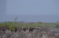 Namibia - Etosha Nationalpark &ndash; &copy; Annett Müller (Eberhardt TRAVEL)