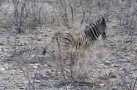 Namibia - Etosha Nationalpark &ndash; &copy; Annett Müller (Eberhardt TRAVEL)