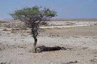 Namibia - Etosha Nationalpark &ndash; &copy; Annett Müller (Eberhardt TRAVEL)