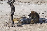 Namibia - Etosha Nationalpark &ndash; &copy; Annett Müller (Eberhardt TRAVEL)