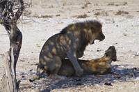 Namibia - Etosha Nationalpark - Löwengebrüll &ndash; &copy; Annett Müller (Eberhardt TRAVEL)