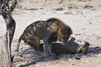 Namibia - Etosha Nationalpark &ndash; &copy; Annett Müller (Eberhardt TRAVEL)