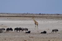 Namibia - Etosha Nationalpark &ndash; &copy; Annett Müller (Eberhardt TRAVEL)
