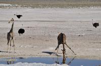 Namibia - Etosha Nationalpark &ndash; &copy; Annett Müller (Eberhardt TRAVEL)