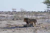 Namibia - Etosha Nationalpark &ndash; &copy; Annett Müller (Eberhardt TRAVEL)
