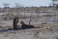 Namibia - Etosha Nationalpark &ndash; &copy; Annett Müller (Eberhardt TRAVEL)