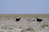 Namibia - Etosha Nationalpark &ndash; &copy; Annett Müller (Eberhardt TRAVEL)