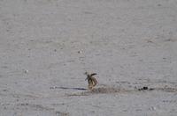 Namibia - Etosha Nationalpark - Erdhörnchen &ndash; &copy; Annett Müller (Eberhardt TRAVEL)