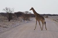 Namibia - Etosha Nationalpark - Giraffe &ndash; &copy; Annett Müller (Eberhardt TRAVEL)
