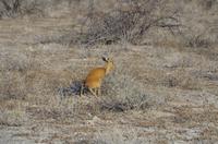 Namibia - Etosha Nationalpark - Steinböckchen &ndash; &copy; Annett Müller (Eberhardt TRAVEL)