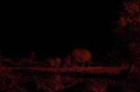Namibia - Mount Etjo Safari Lodge - Hippo unterwegs &ndash; &copy; Annett Müller (Eberhardt TRAVEL)