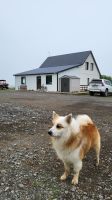 Rundreise Island - Besuch beim Islandpferdehof &ndash; &copy; Franziska Bergmann (Eberhardt TRAVEL)