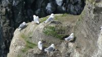 Rundreise Island - Halbinsel Snæfellsnes  &ndash; &copy; Franziska Bergmann (Eberhardt TRAVEL)