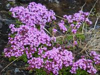 Farbenfrohe Natur 