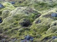mit Moos überwachsene Lava aus dem 18 Jh.