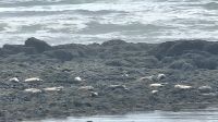 Island Rundreise: Seehunde in Ytri Tunga. &ndash; &copy; Martina Wegener (Eberhardt TRAVEL)