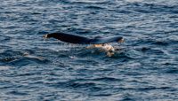 Rundreise Island - Bootsfahrt Walsafari &ndash; &copy; Heike Wagner (Eberhardt TRAVEL)