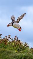 Rundreise Island - Dyrholaey Strand mit Papageientauchern &ndash; &copy; Heike Wagner (Eberhardt TRAVEL)