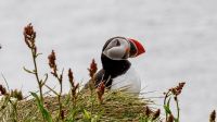 Rundreise Island - Dyrholaey Strand mit Papageientauchern &ndash; &copy; Heike Wagner (Eberhardt TRAVEL)