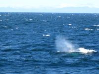 Whale watching