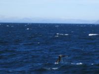 Whale watching: tatsächlich ein Foto von der Fluke &ndash; &copy; Heike Heinen (Eberhardt TRAVEL)