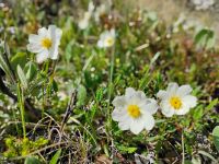 Island Nationalblumen  &ndash; &copy; Monika Cortese (Eberhardt TRAVEL)