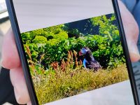 Papageientaucher bei Dyrhólaey – nur mit gutem Zoom möglich &ndash; &copy; Monika Cortese (Eberhardt TRAVEL)