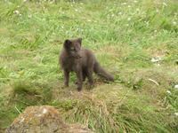 Polarfuchsjunges &ndash; &copy; Julia Grunwald (Eberhardt TRAVEL)
