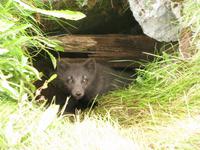 Polarfuchsjunges &ndash; &copy; Julia Grunwald (Eberhardt TRAVEL)