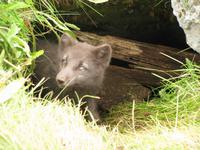 Polarfuchsjunges &ndash; &copy; Julia Grunwald (Eberhardt TRAVEL)
