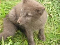 Auf Du und Du mit dem Polarfuchs &ndash; &copy; Julia Grunwald (Eberhardt TRAVEL)