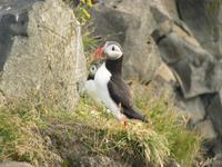 Papageitaucher &ndash; &copy; Julia Grunwald (Eberhardt TRAVEL)