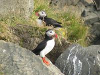 Papageitaucher &ndash; &copy; Julia Grunwald (Eberhardt TRAVEL)