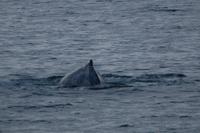 Walbeobachtung ab/an Akureyri - Buckelwal &ndash; &copy; Gunter Looß (Eberhardt TRAVEL)