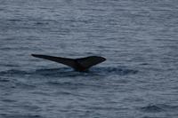 Walbeobachtung ab/an Akureyri - Buckelwal &ndash; &copy; Gunter Looß (Eberhardt TRAVEL)