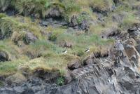 Vogelfelsen bei Vik &ndash; &copy; Gerd Przybyla (Eberhardt TRAVEL)
