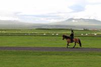 Pferdehof Flugumýri &ndash; &copy; Marianne Förster (Eberhardt TRAVEL)