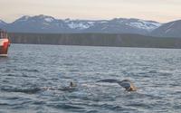 Rundreise Island – Naturparadies im Atlantik &ndash; &copy; Benjamin Rodriguez Manzanares (Eberhardt TRAVEL)