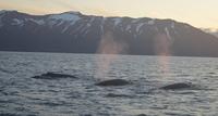 Rundreise Island – Naturparadies im Atlantik &ndash; &copy; Benjamin Rodriguez Manzanares (Eberhardt TRAVEL)