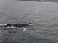 Walwatching im Eyjafjordur &ndash; &copy; Ingrid Langer (Eberhardt TRAVEL)