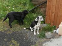 Mödrudalur Bauernhof-Hundeglück &ndash; &copy; Ingrid Langer (Eberhardt TRAVEL)